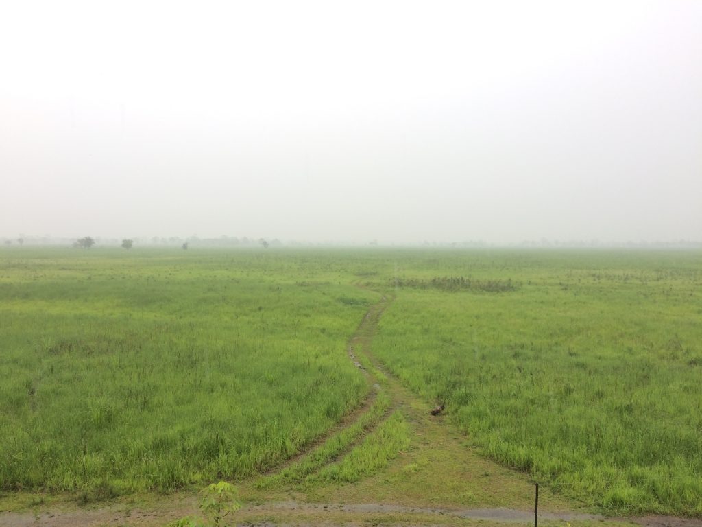 Rainy morning at Manas Park, Assam