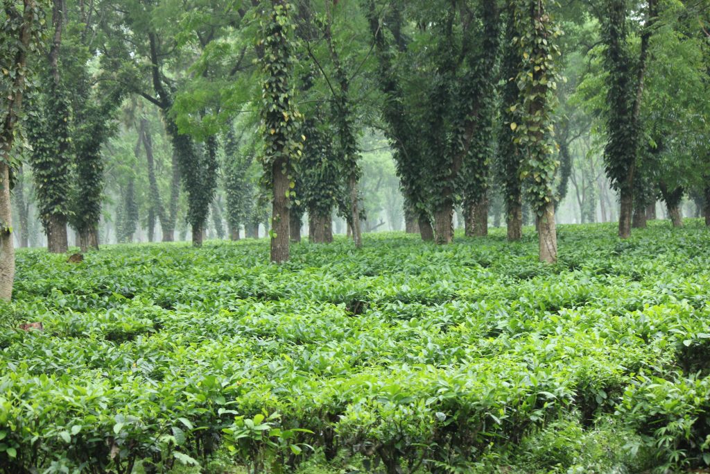 Assam tea garden outside Manas gate