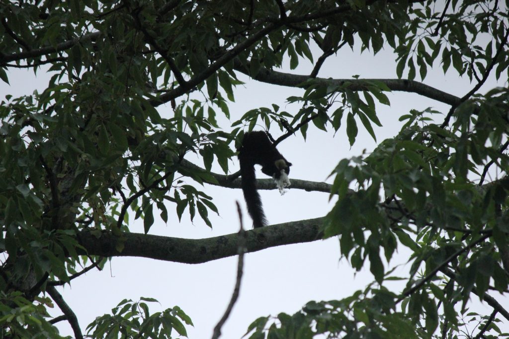 Silhouette of a red panda in Manas National Park