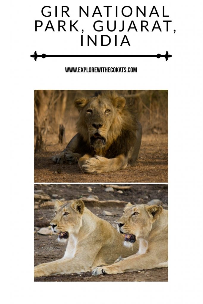 Gir National Park, Gujarat, India