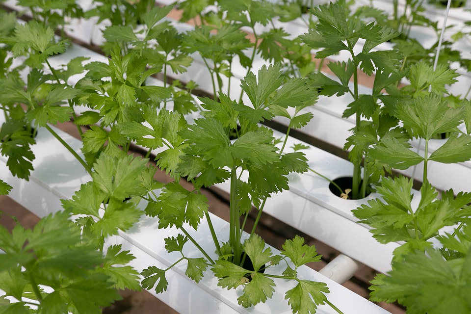 Hydroponic farming in goa