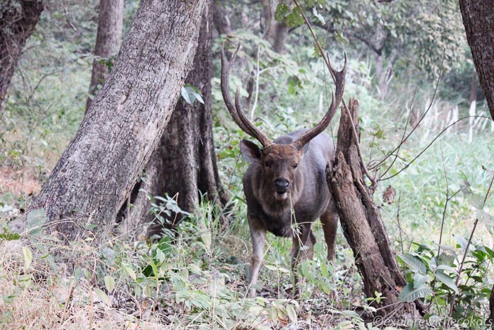 A sambar deer at Kumbhalgarh wildlife sanctuary