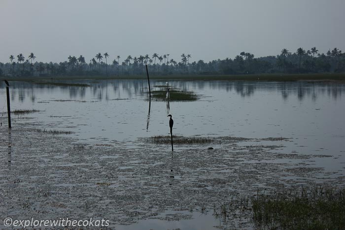 Kappil Pozhi Lake Varkala