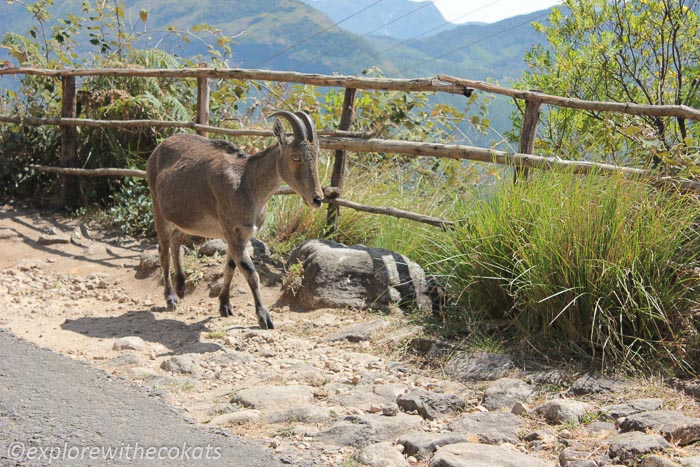 Nilgiri Tahr at Eravikulam National Park Munnar