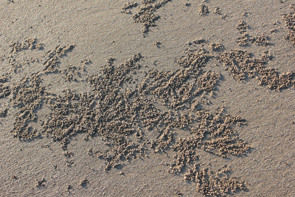 Formations in sand at Mandvi Gujarat