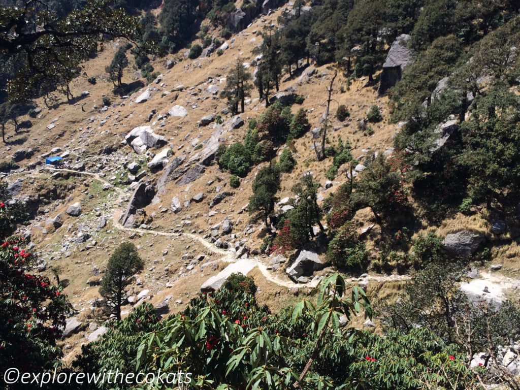 Volunteering at Triund - Rhododendron trek