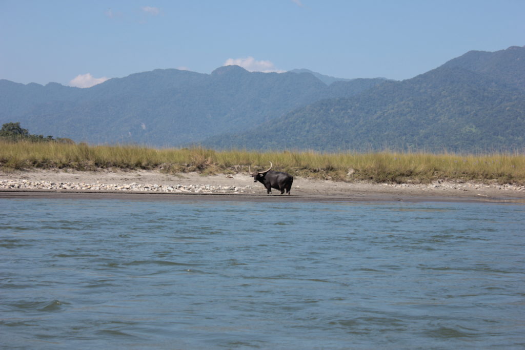 Indian Bison on banks of Manas River at Manas National Park