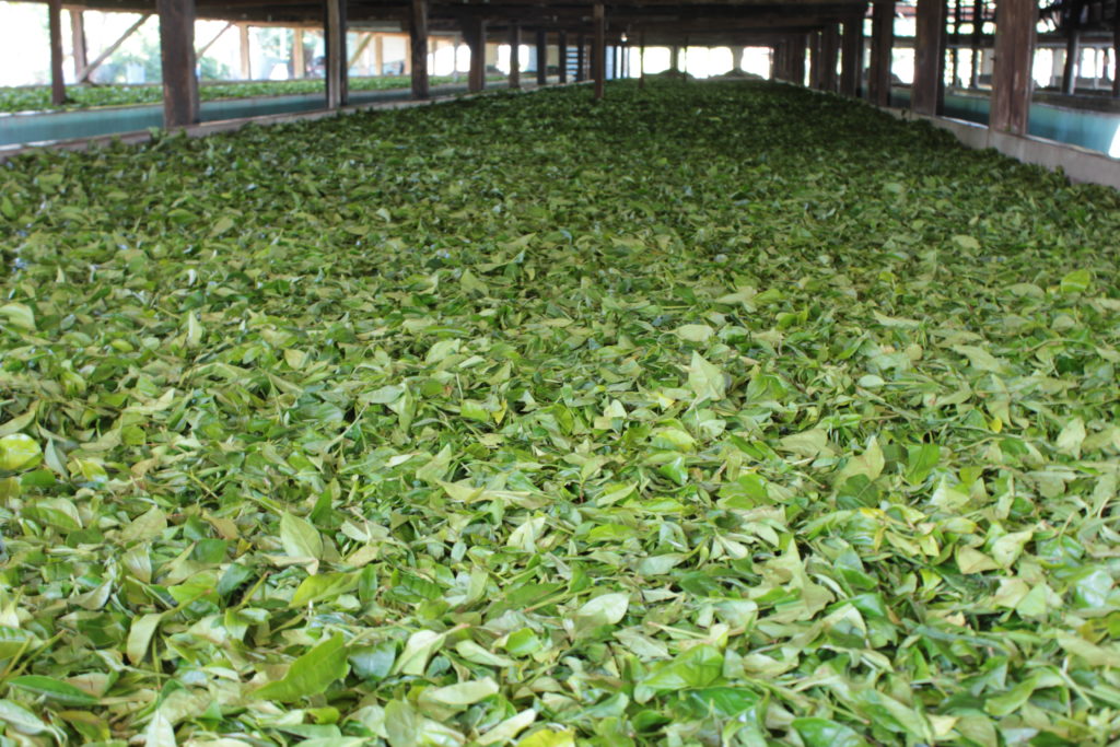 Tea leaves processing: Tea factory visit outside Manas