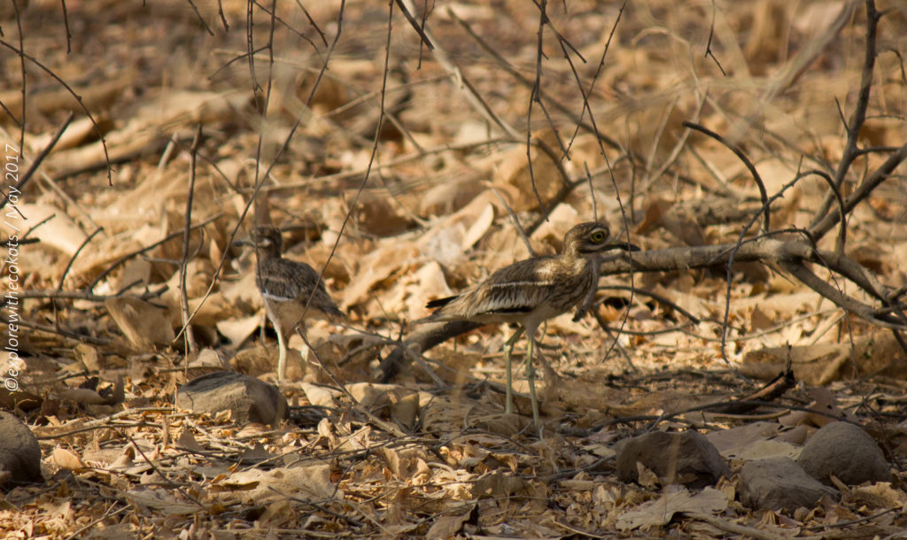 Gir National Park