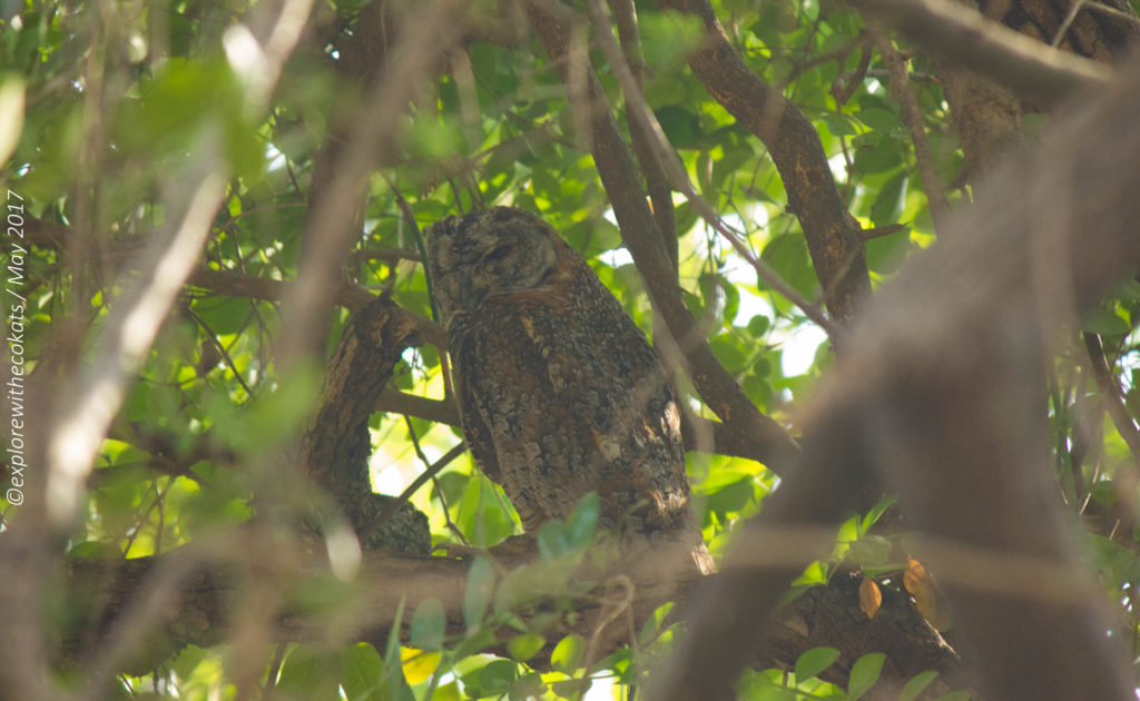 Gir National Park