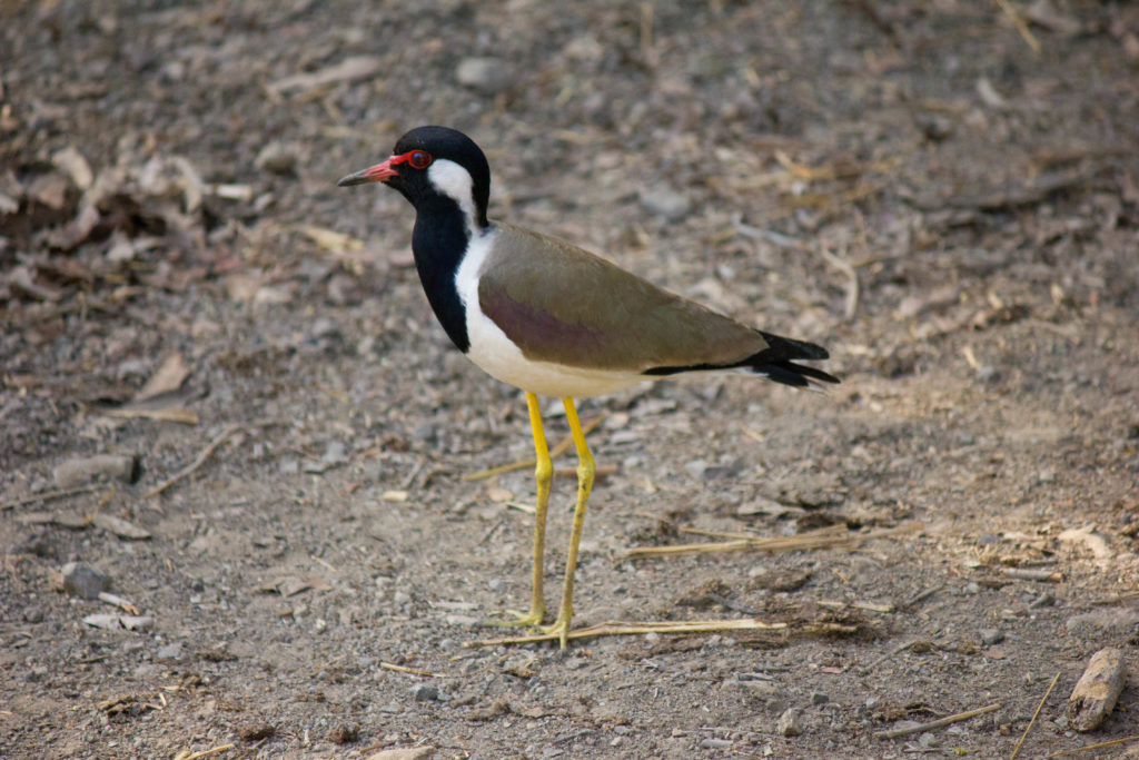 Gir National Park