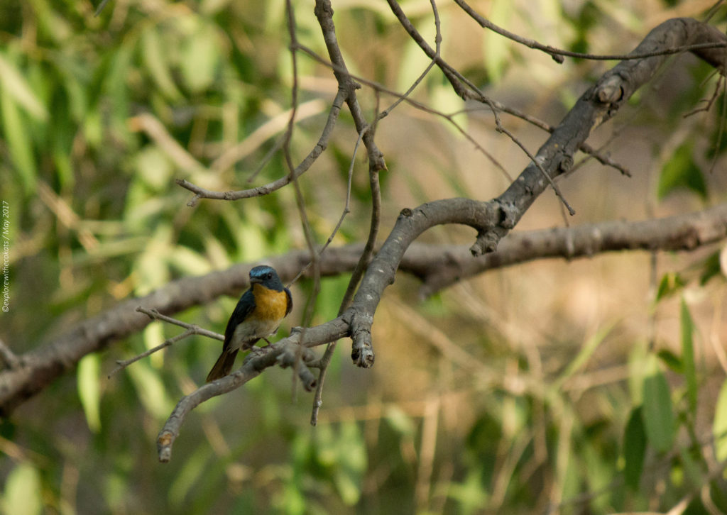 Gir National Park