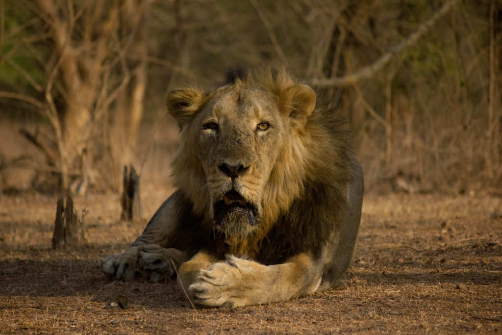 Gir National Park