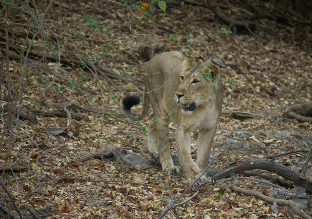 Gir National Park