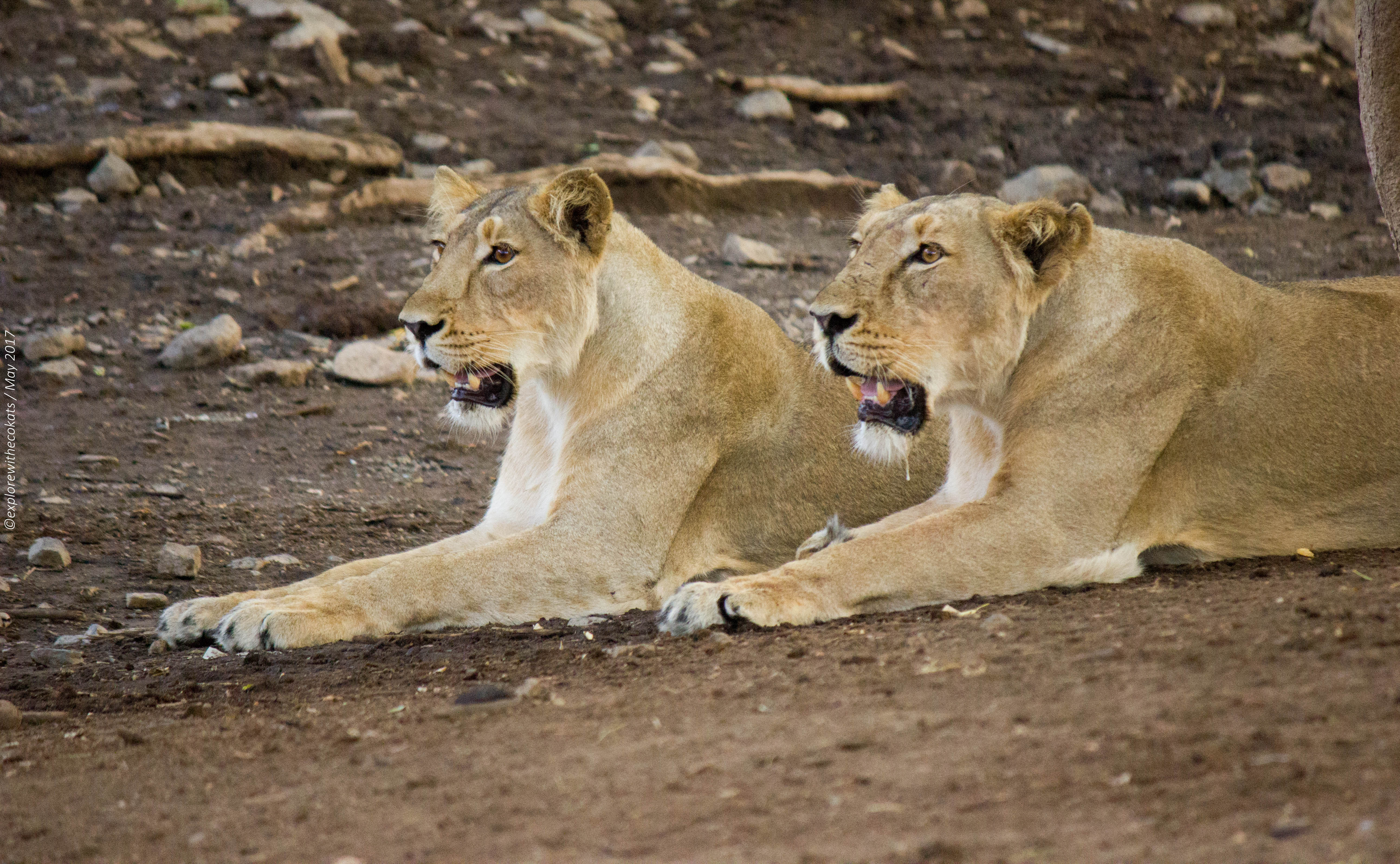 Gir National Park: Weekend trip in Photo blog - Explore with Ecokats