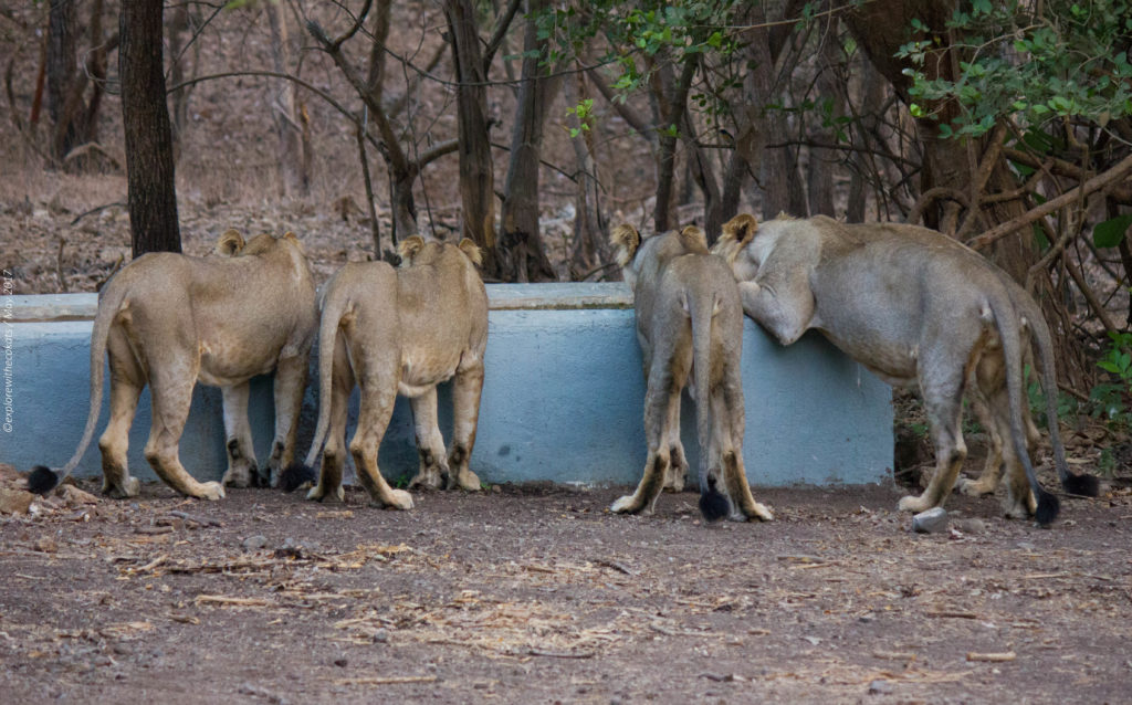 Gir National Park