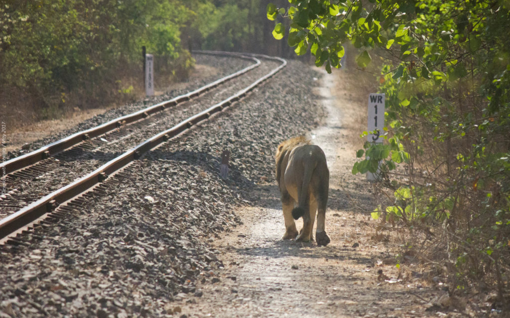 Gir National Park