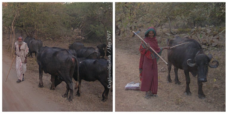 Gir National Park