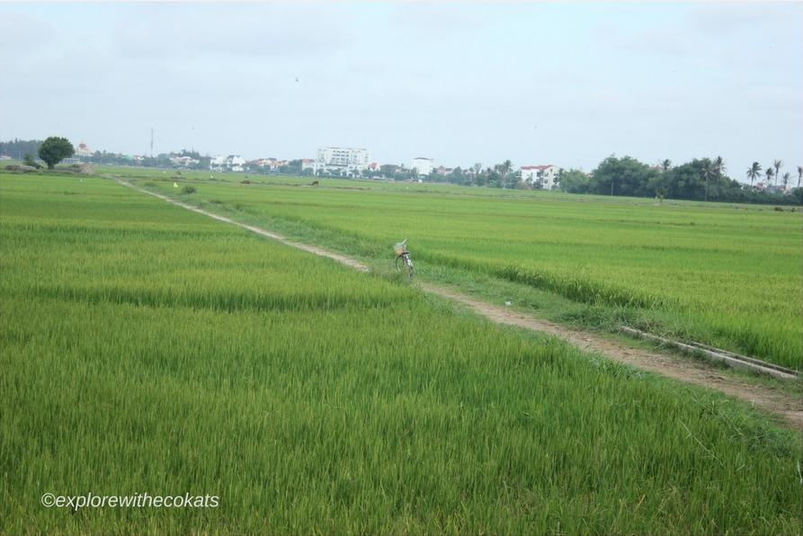Bike ride in paddy fields of Hoi An | Things to do in Hoi An