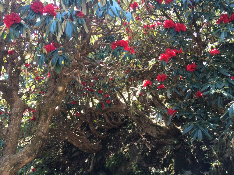 Triund rhododendron trek