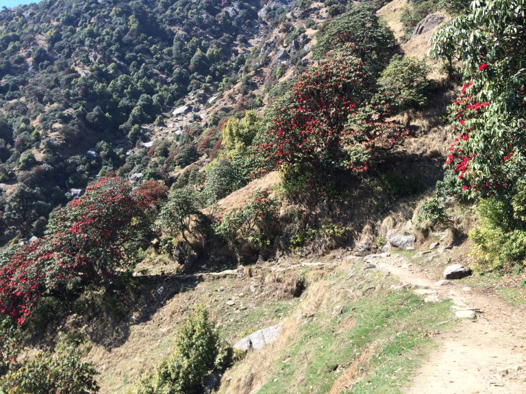 Triund rhododendron trek