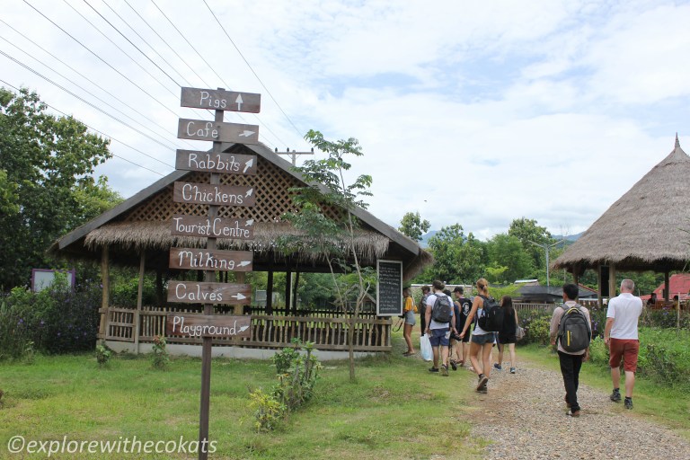 Laos Buffalo Dairy