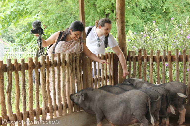 Laos Buffalo Dairy