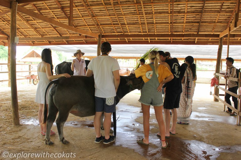 Laos Buffalo Dairy