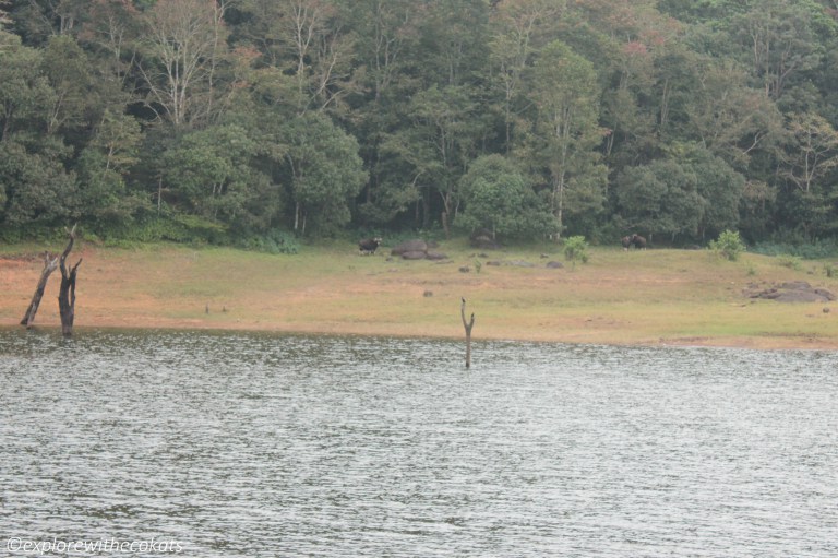 Periyar National park