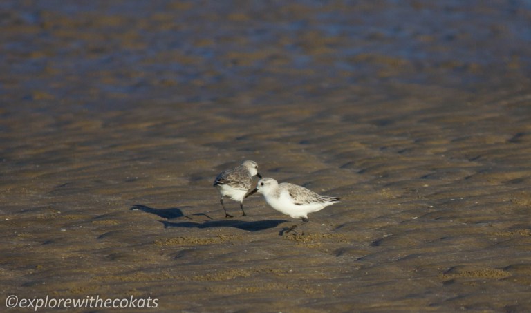 Mandvi Beach Sanderlings