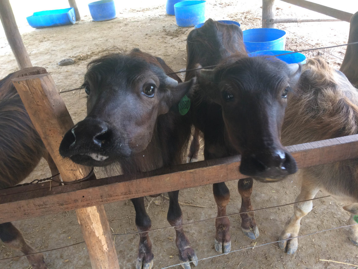 Laos Buffalo Dairy