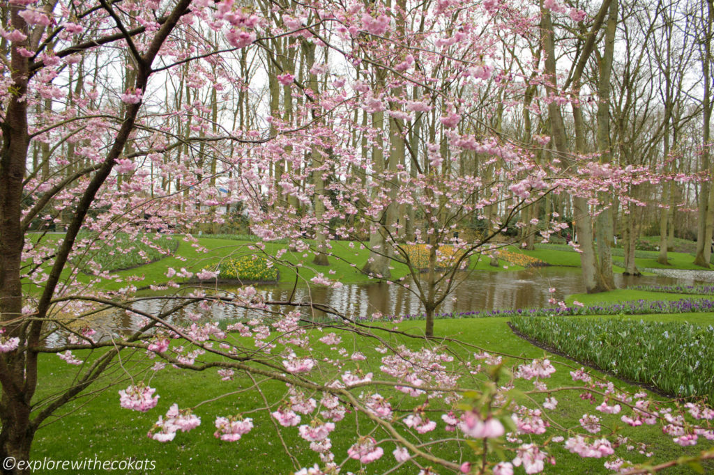 Keukenhof Tulip Garden Guide