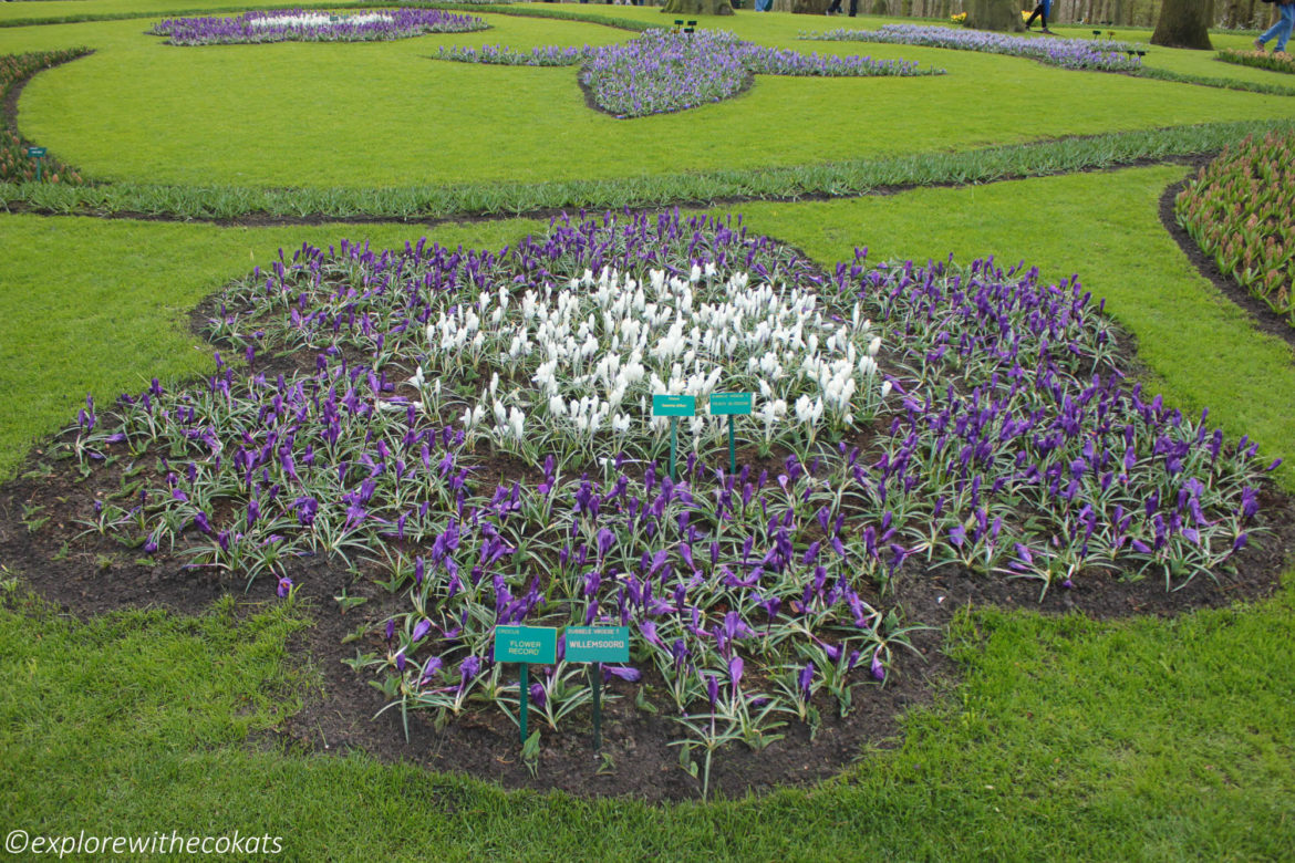 #Keukenhof #Tulip garden guide