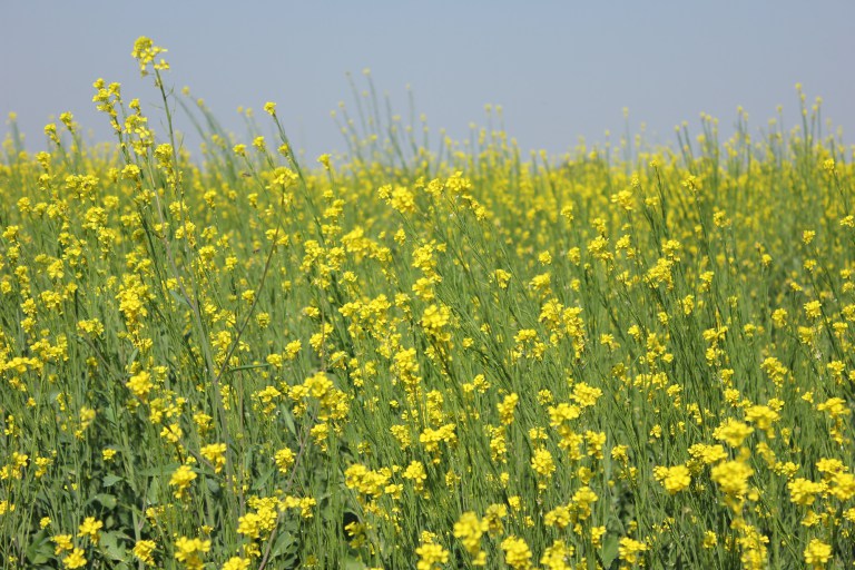 A mustard field