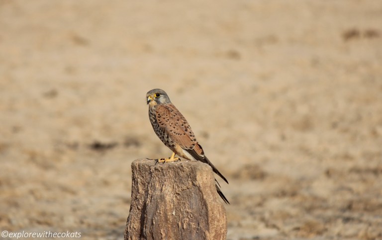 A common Kestrel in Little Rann of Kutch