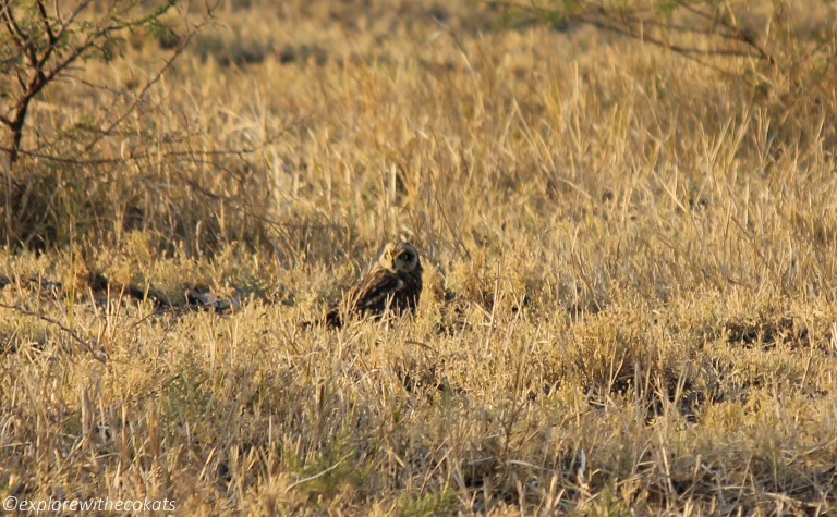 A short eared owl in Little Rann of Kutch