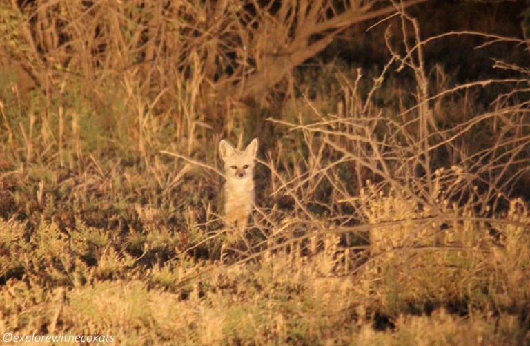 An Indian fox in Little Rann of Kutch