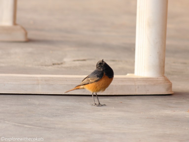 A Black Redstart in LRK