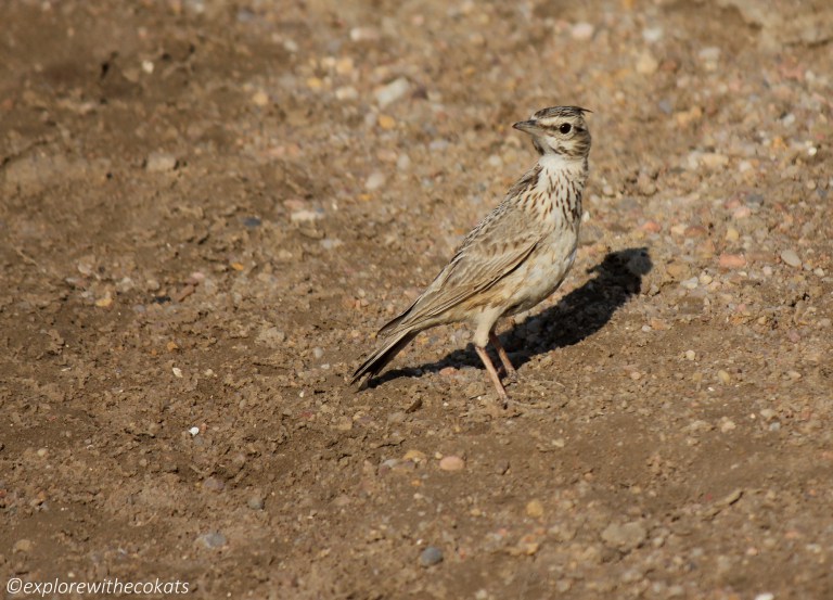 Little Rann of Kutch