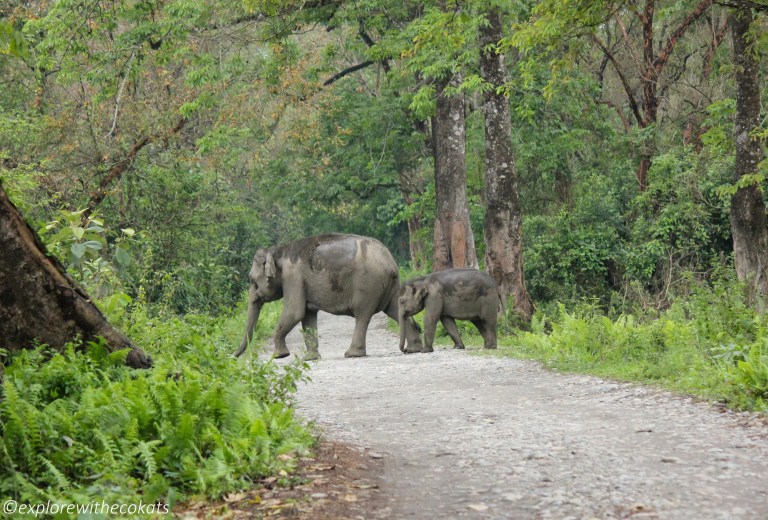 Elephants crossing the road in Manas National Park