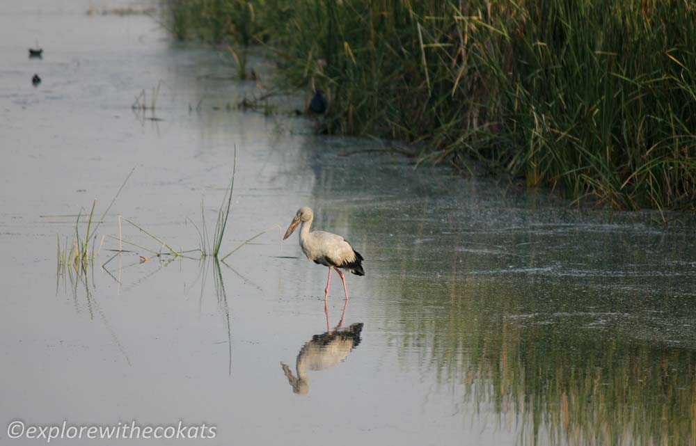 Birdwatching destinations around Ahmedabad