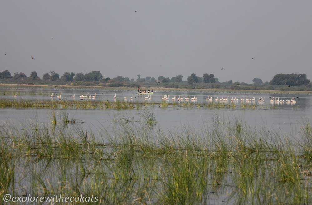 Birdwatching destinations around Ahmedabad