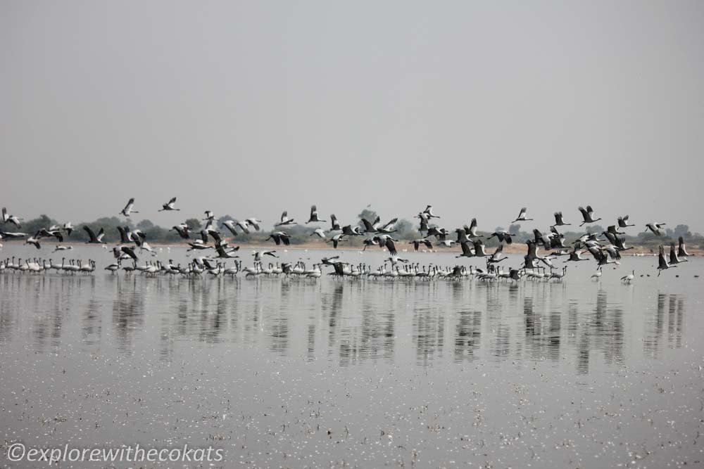 Birdwatching destinations around Ahmedabad