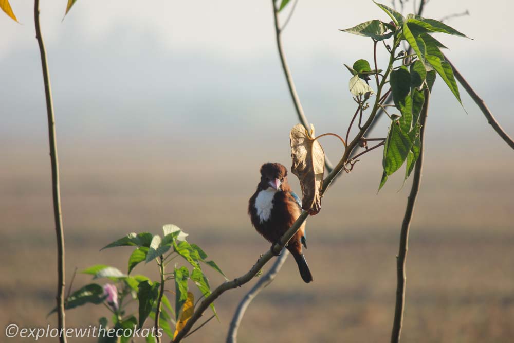 Birdwatching destinations around Ahmedabad