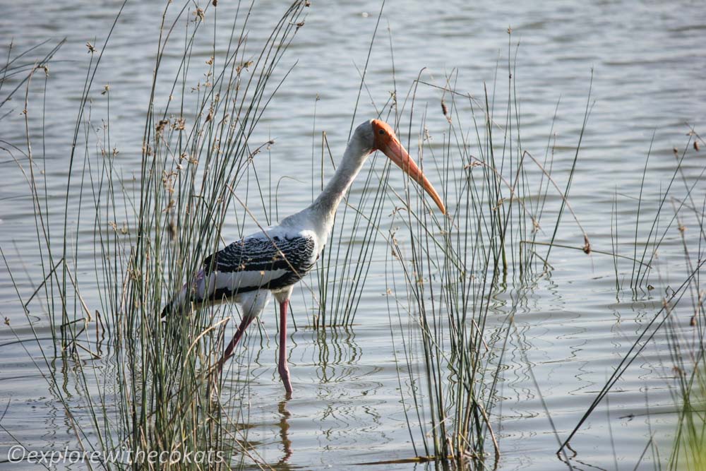 Birdwatching destinations around Ahmedabad