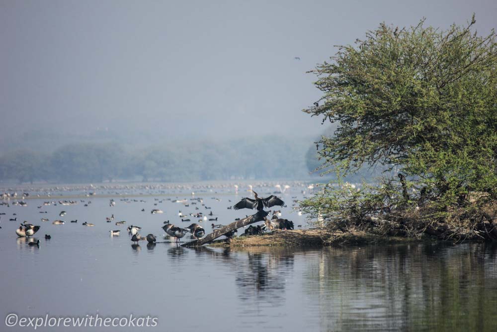 Birdwatching destinations around Ahmedabad