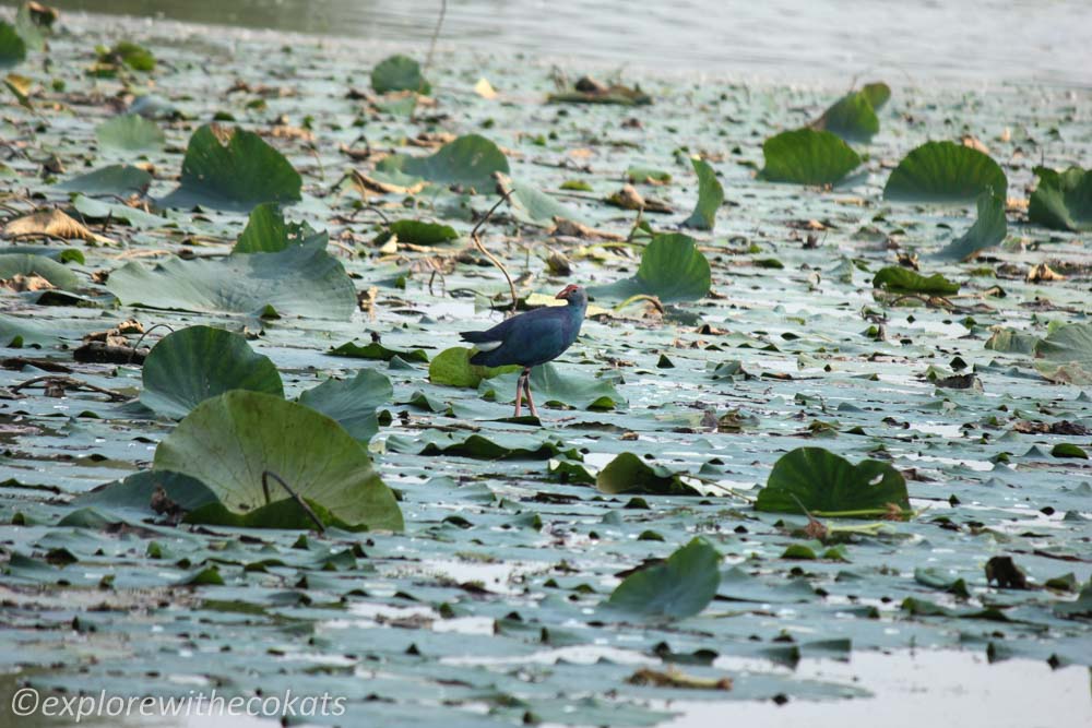 Birdwatching destinations around Ahmedabad