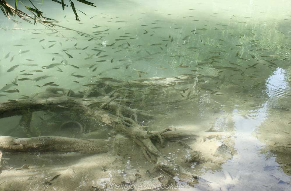 Natural fish spa at Kuang Si falls