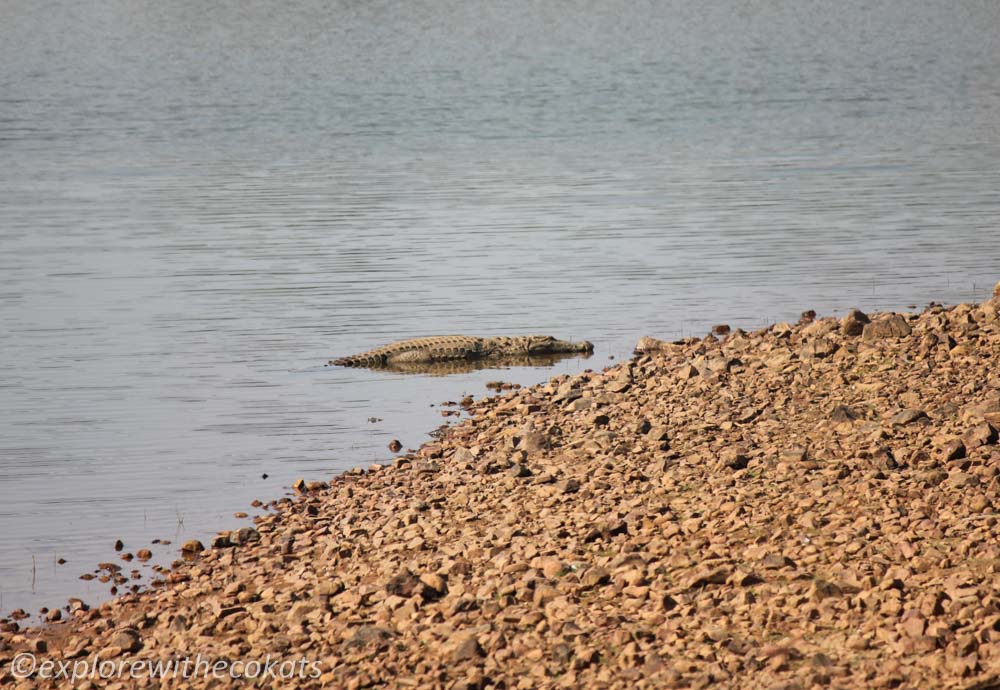 Crocs in Tadoba National Park