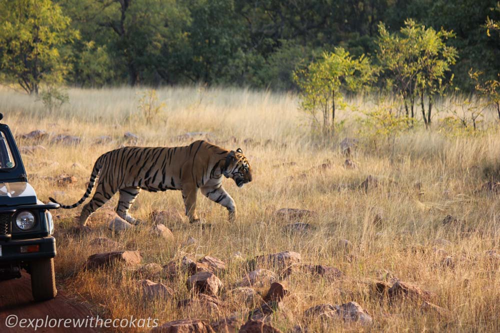 Tadoba National Park tiger sighting